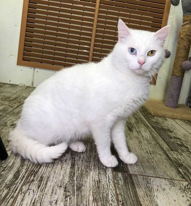 Уникальный,белоснежный котик с глазами разного цвета. Патриот, 1 годик