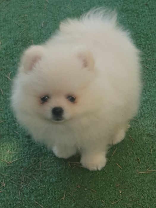Szpic miniaturowy pomeranian/Malutki wesolek