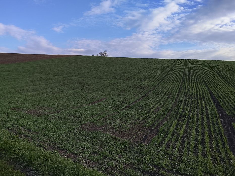 Продам сівалку половина сз 2 м сіє дуже добре продаю бо мала мені