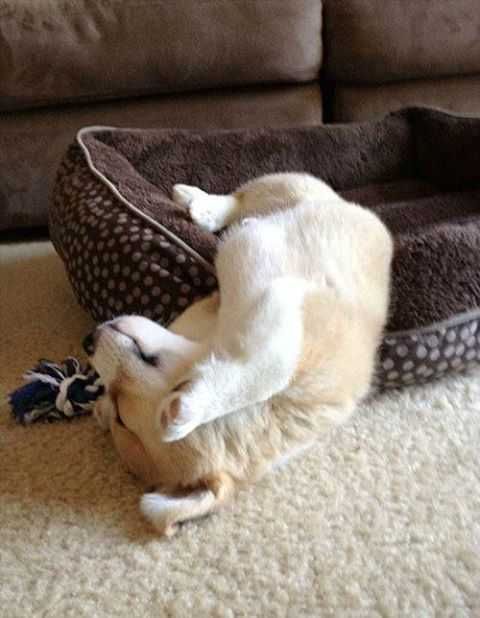 Коргi. Малюкам 2 місяці