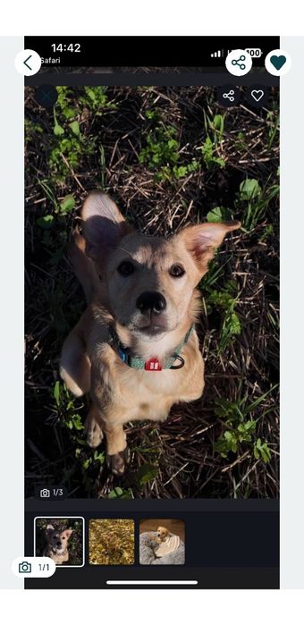 Відам собаку в добрі руки