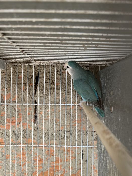 Casal de agapornis