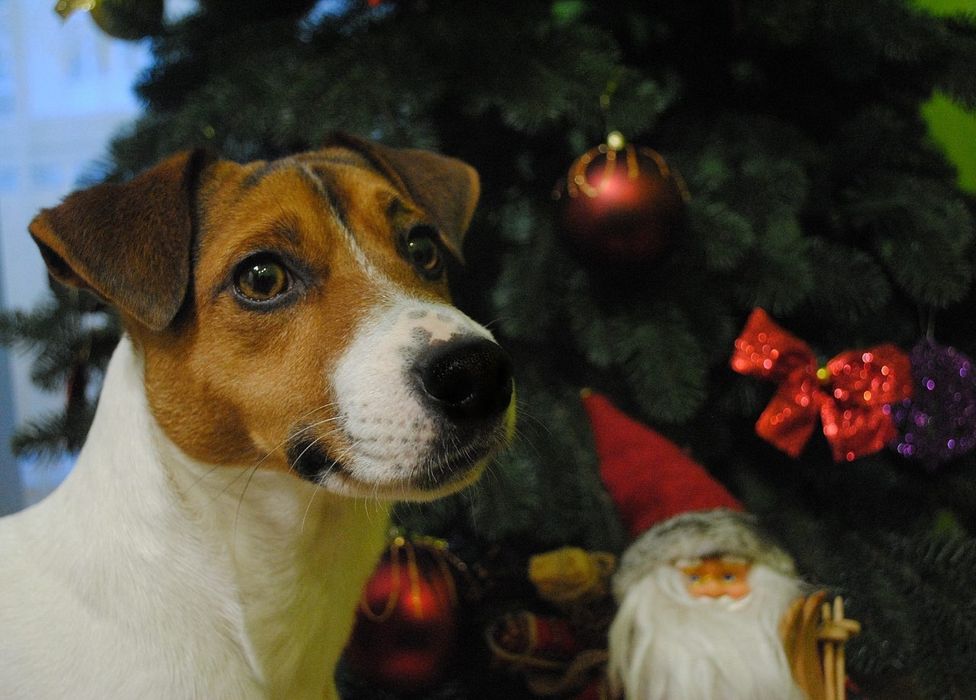 ДЖЕК РАССЕЛ ТЕРЬЕР титулований кобель для в'язки