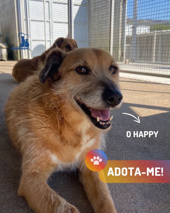 Happy - cao porte medio muito meigo