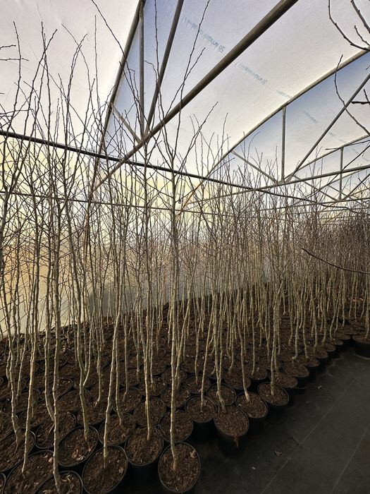 Głóg Paul’s Scarlet