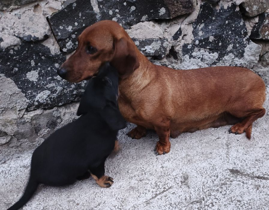 Продам щенят такси