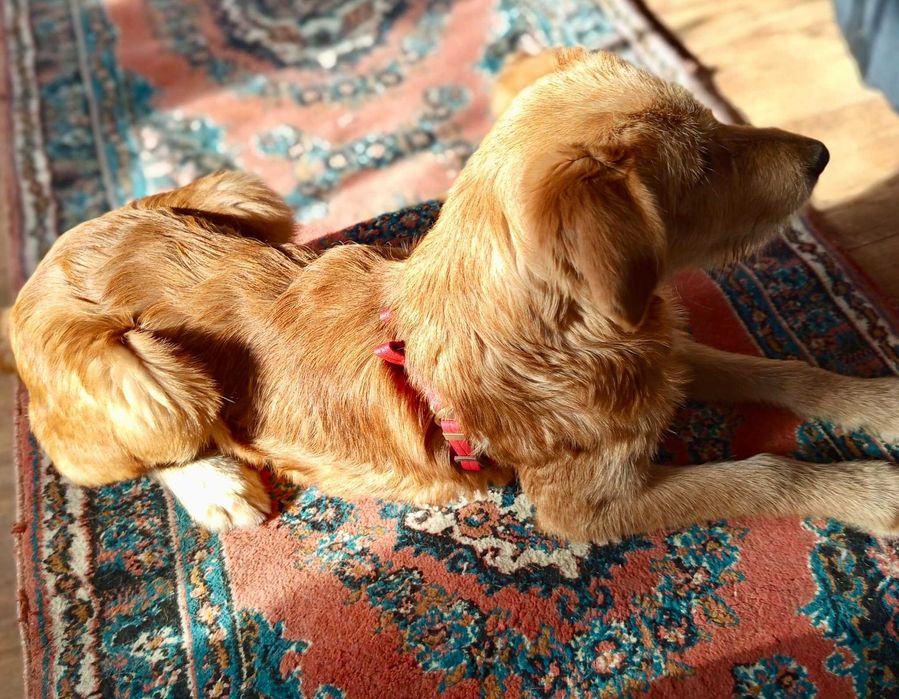 RYSIUNIA 6 mies sunia do adopcji uratowana w Bułgarii