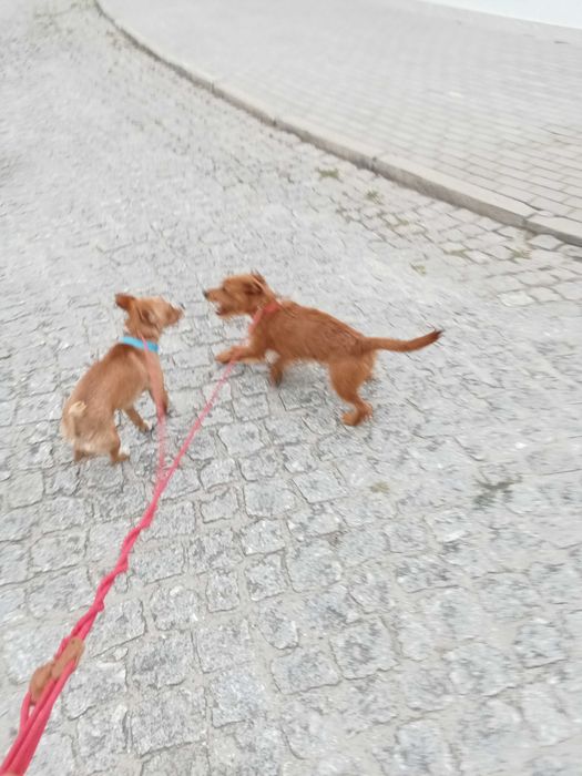 Casal de cães de Pequeno Porte 6kg e 6,5Kg