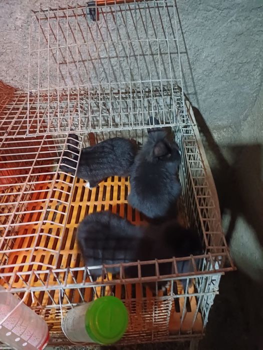 Vendo coelhos anões