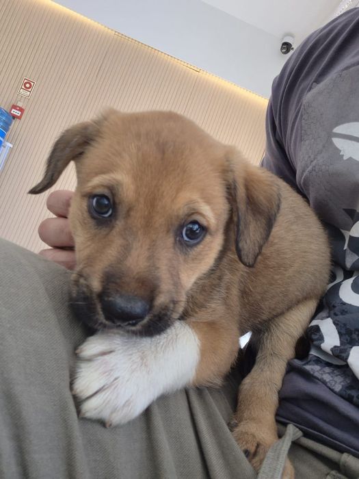 Cães bebés machos adoção responsável