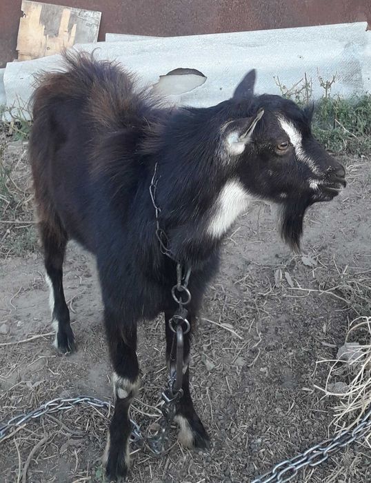 Продам козла тюрингський лисовой 1200