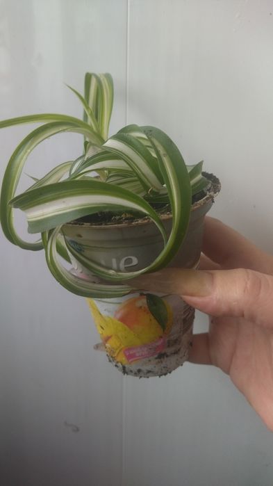 Рослина кімнатна