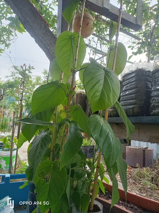 plantas tropicais de granadilha