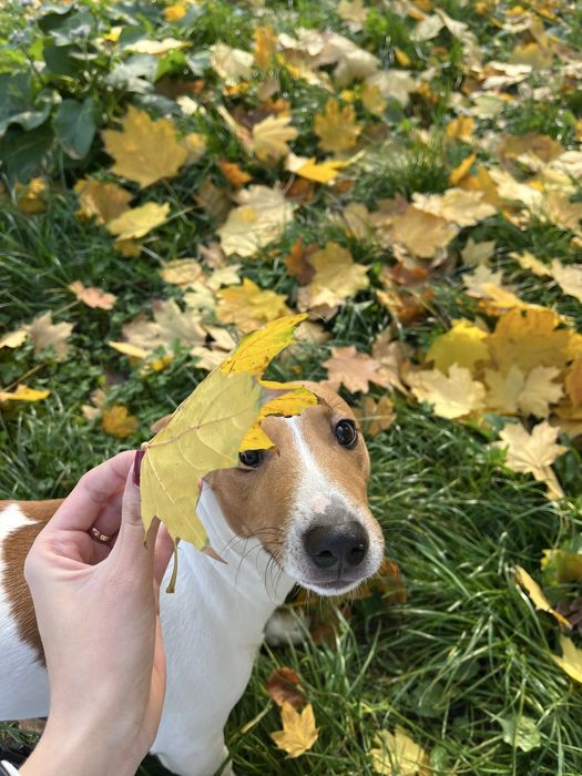 Вязка Джек Рассел