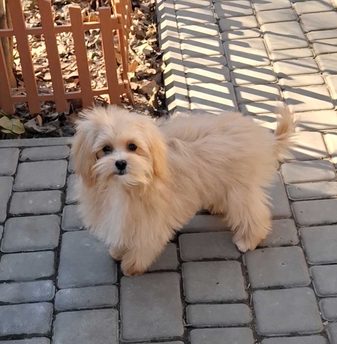 міні краса ' цуценята Мальтипу. F1. Київ