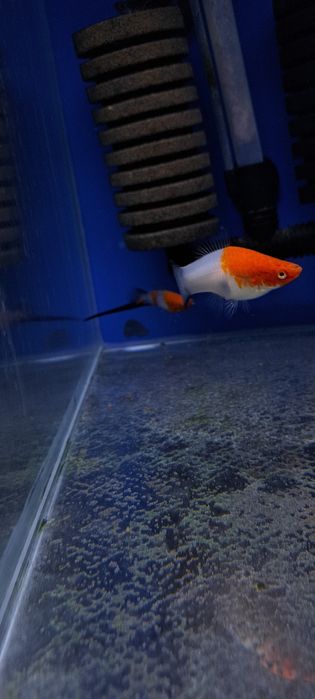 Mieczyki koi wagtail bardzo rzadkie