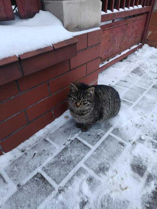 Cudna kicia szuka domku