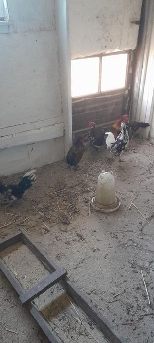 Kogutki liliputki –10 sztuk