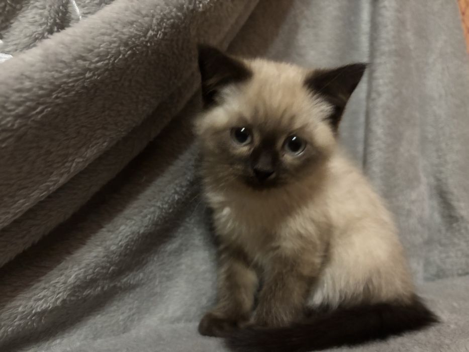 Кицюня шотландська забарвлення колор пойнт