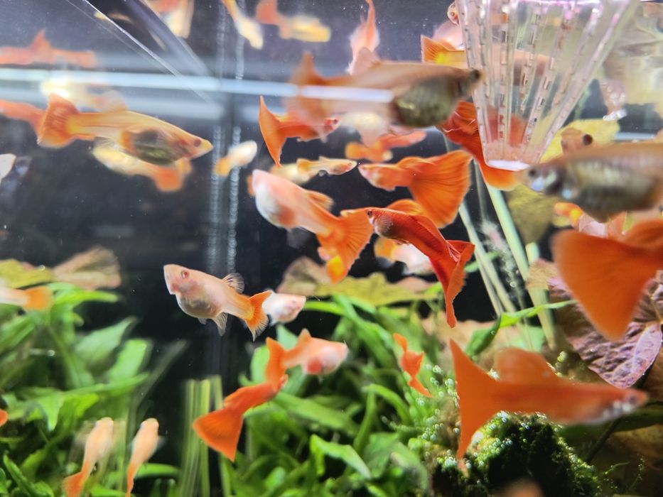 Gupik Full Red Albino (PARKA)