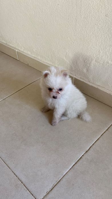 Spitz alemão ( Lulu) fêmea