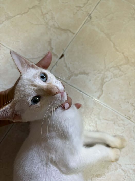 4 Bebés para Adoção!