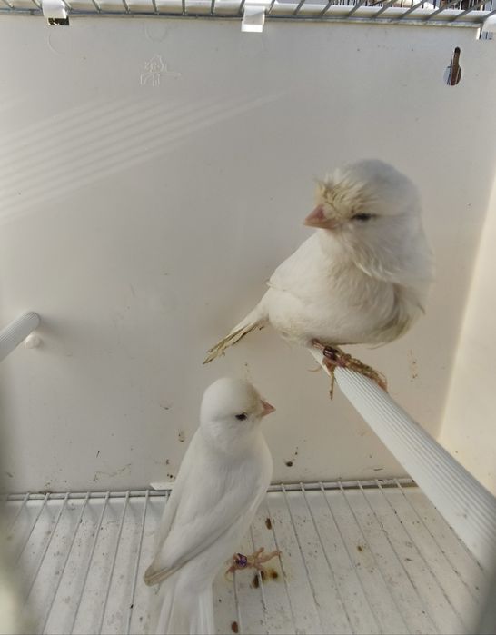 Vendo canários amarelos