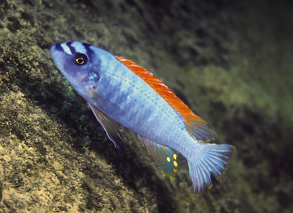 Labeotropheus tumbi west