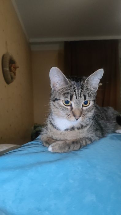 Półroczne Bella i Fela .