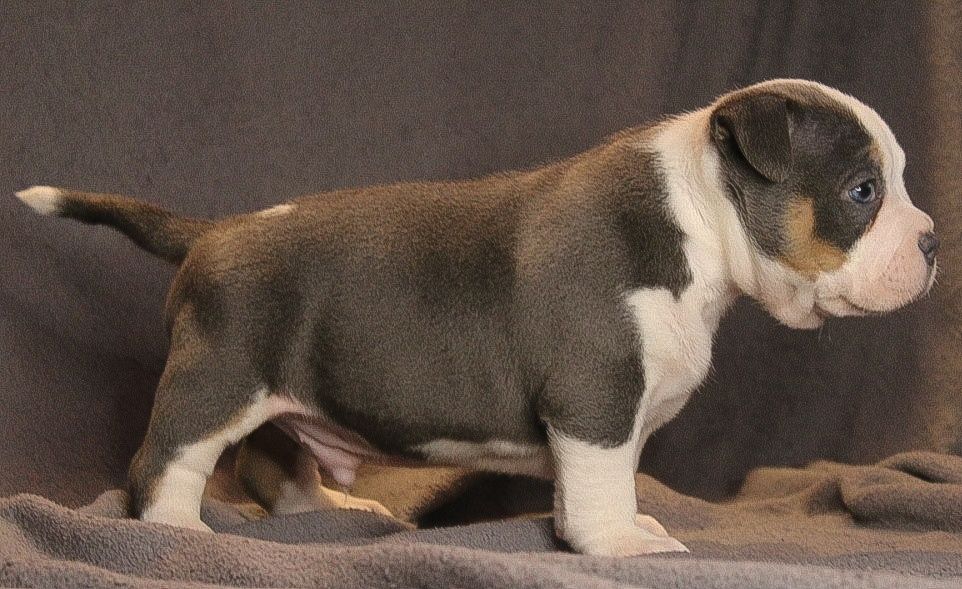 AMERICAN BULLY po Championie wyższy  pocket,samiec, szczeniak
