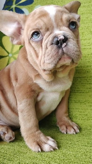 Bulldog francês macho  metle exirico