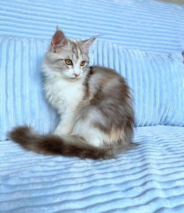 Кот для вязки чемпионским титулом WCF