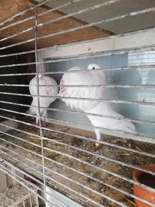 Garlacz garlacze z Norwich