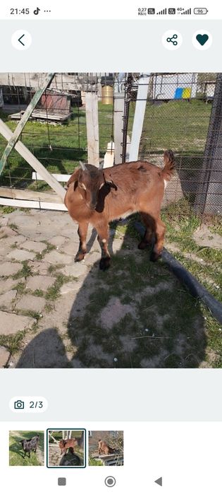 Продам Козлика гарнючий!
