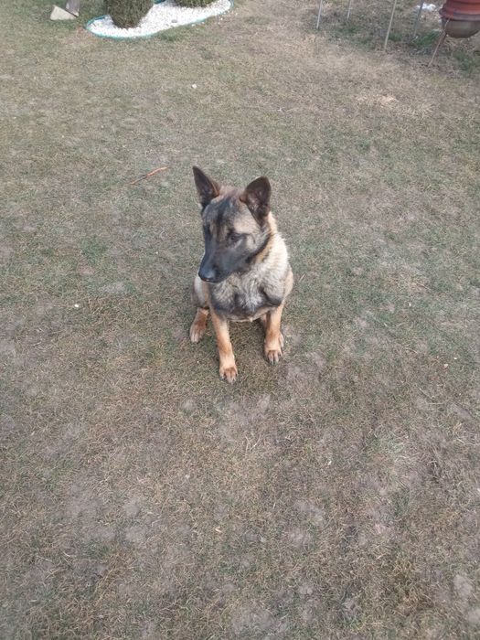 Продається щеня бельгійської вівчарки.