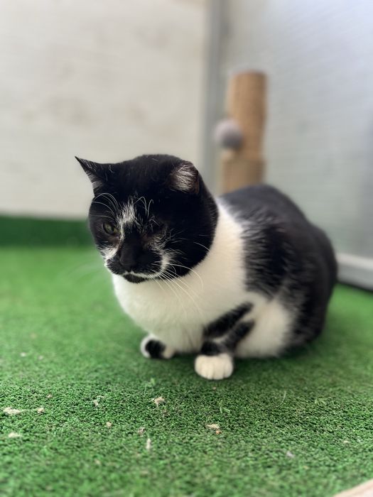 Petra- A “Refilona” que merece uma oportunidade!