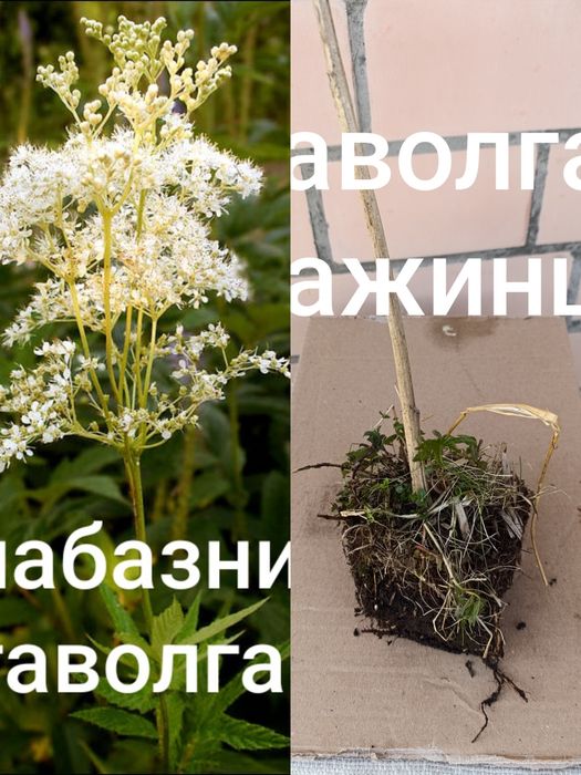 Лабазник.       сажанці