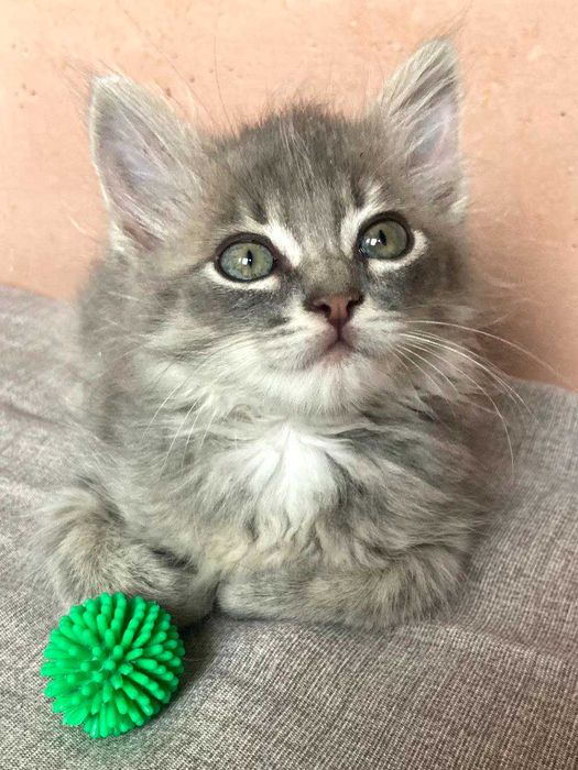 Кошеня терміново шукає сім'ю