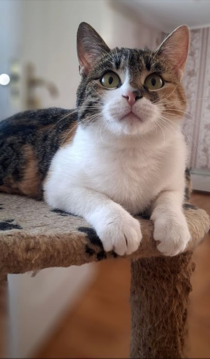 Стерилізована киця, кішка у хороші руки