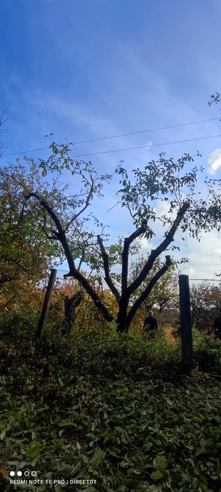 Покос трави кущів газонів Спил Аварійних дерев Автовышка Подрібнення г