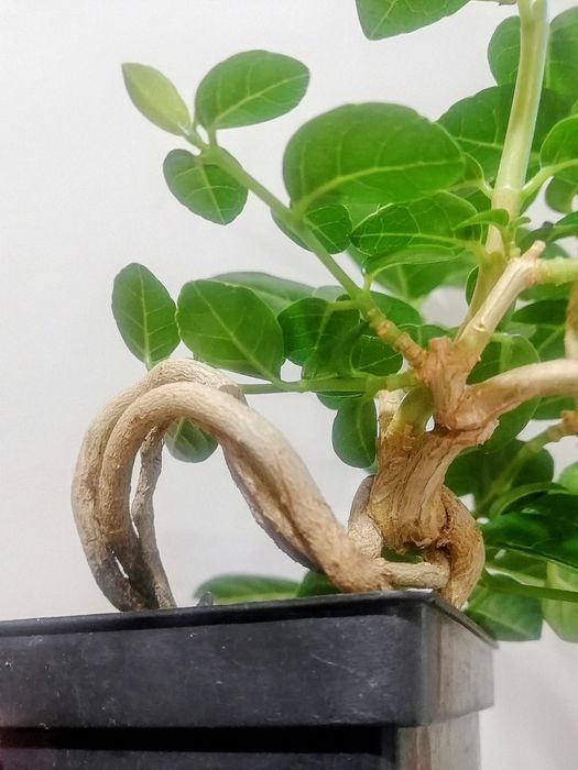 Премна Premna  Индонезия бонсай