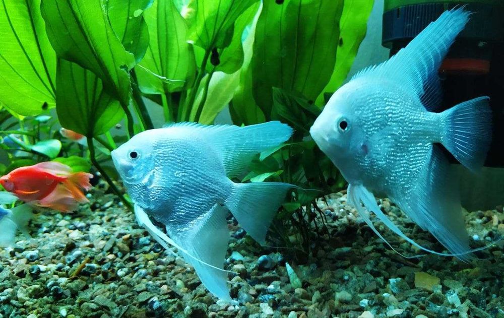 Скалярії  (angel fish)