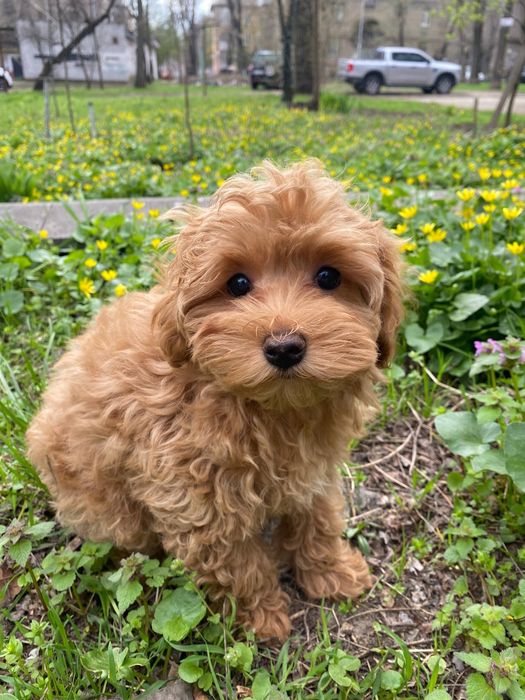 Щенки Мальтипу ищут родителей