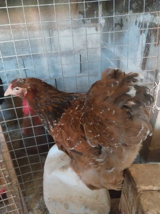 Brahma , galinhas  de várias raças e   . ovos