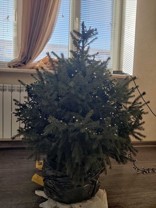 Сербська Ялинка 110см в горщику