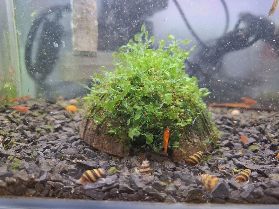 4 Cascas / Casca de coco com musgo pellia