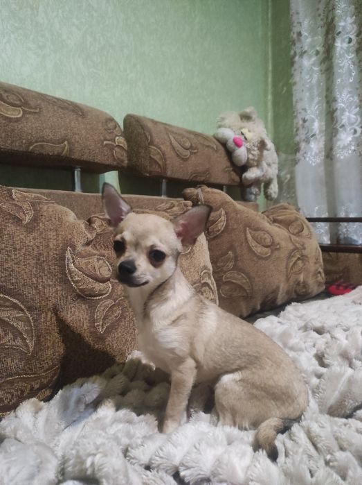 КРАСОТКА девчулька чихуашечка!!!