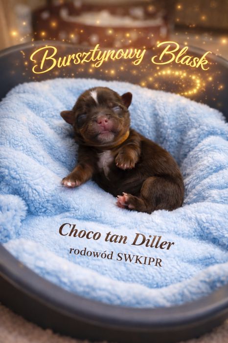 Piesek Choco tan Diller