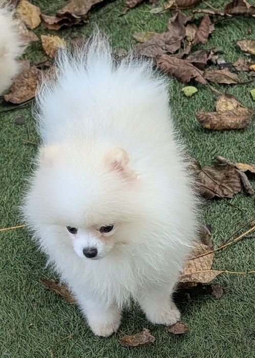 Szpic miniaturowy -pomeranian