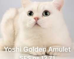 Хайленд фолд, шотландский котенок из питомника